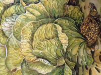 Cabbage and Turtle