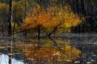 Golden Willows - Dean Hill
