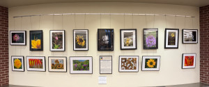 Tates Creek Branch Gallery - Flowers
