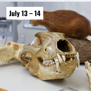 Dinosaur bones sit on a table at the library. 