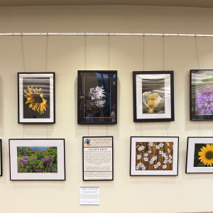 Tates Creek Branch Gallery