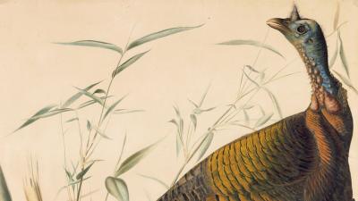 Audubon Watercolors