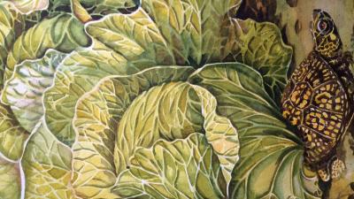 Cabbage and Turtle