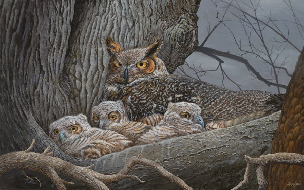 Owls