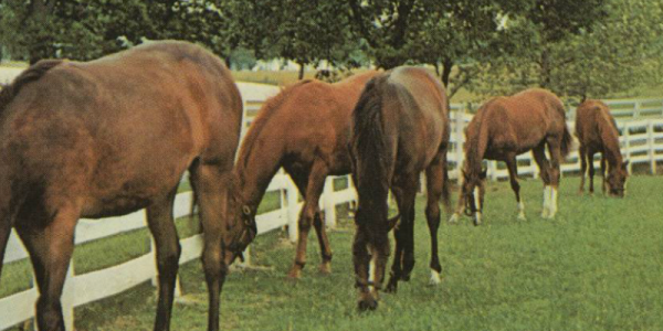 Horses graze in green pastures on a postcard printed in Harlan, KY.